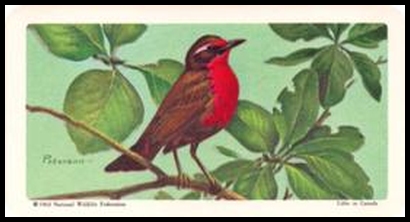 46 Rose breasted Thrush Tanager